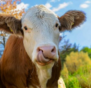 pexels-toni-seyfert-785961629-34481193